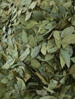 Feuilles de Laurier Brutes Séchées AD de Qualité Supérieure d'Origine Chine 50Kg Vente en Gros Guangxi pour Importateurs et Distributeurs Étrangers