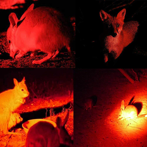 Chuyên Nghiệp Ngoài Trời Ba <span class=keywords><strong>LED</strong></span> Lithium Torch Ánh Sáng Trắng Màu Đỏ Màu Xanh Lá Cây Chiến Thuật Săn Bắn Spotlight Đèn Pin Ip44 Zoomable Nhôm - Product Image 4