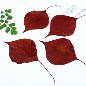 Folhas Naturais Prensadas e Secas de Sapium Vermelho (Folhas de Árvore de Sebo Chinês) para Artesanato em Resina DIY e Decoração - Product Image 2