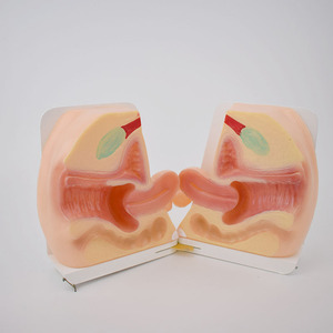 Modelo De Ensino Médico Modelo De Anatomia Reprodutiva Feminina Para Treinamento De Obstetrícia E Ginecologia - Product Image 2