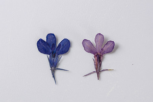 DIY — Scrapbooking <span class=keywords><strong>Lobelia</strong></span> Erinus, résine époxy, bricolage, plante naturelle, écologique, véritables fleurs pressées - Product Image 3