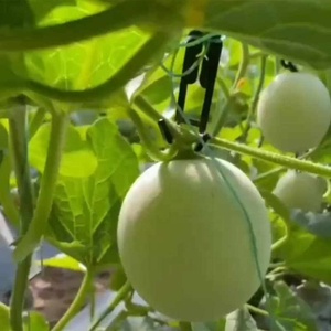 Crochet spécial pour melon suspendu, pour cantaloup et melon cocon <span class=keywords><strong>Elizabeth</strong></span> - Product Image 3