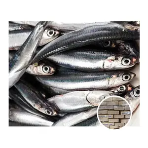 Anchovy Fish Frozen Engraulis Japonicus for Canned