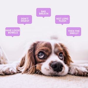 Commercio all'ingrosso della fabbrica 180 pz/bottiglia pastiglie probiotiche <span class=keywords><strong>per</strong></span> animali domestici nutrizione <span class=keywords><strong>per</strong></span> animali domestici prodotto probiotici <span class=keywords><strong>per</strong></span> <span class=keywords><strong>cani</strong></span> e gatti - Product Image 6