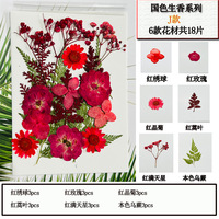 Échantillon Gratuit de Bouquet de Branches d'Eucalyptus Préservées, Feuilles Rondes Gris-Vert Foncé, Texture Naturelle Sèche, Fournitures pour Fleuristes, Réutilisable