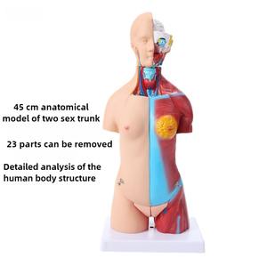 <span class=keywords><strong>Di</strong></span> alta qualità 45 cm busto neutro del corpo umano modello con 23 parti per la scienza medica <span class=keywords><strong>formazione</strong></span> <span class=keywords><strong>di</strong></span> <span class=keywords><strong>formazione</strong></span> <span class=keywords><strong>e</strong></span> visualizzazione - Product Image 3