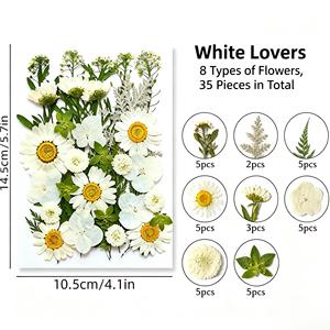 ดอกไม้แห้งอัดแท้ธรรมชาติสำหรับงานเรซิ่น เคสมือถือ ที่คั่นหนังสือ กรอบรูป ของตกแต่งผนัง งานฝีมือ - Product Image 6