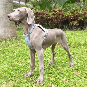 Correa y arnés para perros de alta calidad, artículos impermeables, accesorios para mascotas al mayor - Product Image 3