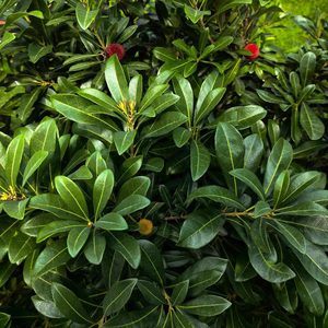 Extracto de Hojas de Bayas Rojas en Polvo, Extracto de Hojas de <span class=keywords><strong>Myrica</strong></span> <span class=keywords><strong>Rubra</strong></span>, Extracto de Hojas de Mirto (Arbutus), Empaquetado en Barriles/Bolsas - Product Image 2