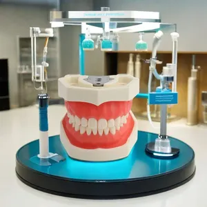 Modelo de Demostración Dental Desmontable de 28 Dientes de PVC Ecológico, Multiusos, Articulado, para Anatomía y Blanqueamiento - Product Image 2
