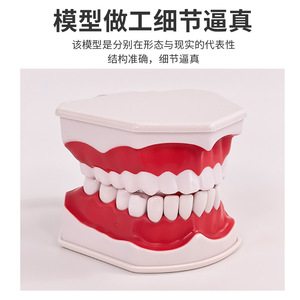 Modèle dentaire anatomique en PVC naturel, portable, pour l'enseignement scolaire et les sciences médicales - Product Image 2