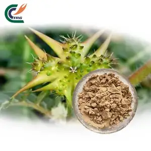 Tribulus पाउडर फैक्टरी प्रत्यक्ष बिक्री जड़ी बूटी tribulus terrestris निकालने पाउडर