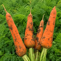 Nouvelles récoltes de carottes rouges fraîches, directement de l'usine, prix bas, carottes jaunes propres et lavées