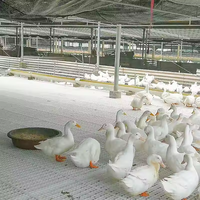 Nouveau revêtement de sol en plastique à lattes pour élevage de poulets de chair, équipement d'élevage avicole