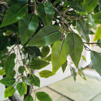 Grand arbre ficus artificiel d'extérieur, décoration, tronc d'arbre banian en fibre de verre, décoration de plantes d'intérieur de qualité supérieure