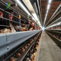 Système de cages en acier pour poulets de chair H, équipement d'élevage automatique YuFeng, pour 50 000 poulets, avec couveuse à batterie pour poussins