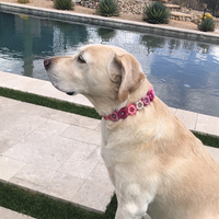 Özel El Yapımı Örgülü Çiçekli Köpek Tasması Ayarlanabilir PVC Evcil Hayvan Tasması 2026 Yeni Stil Küçük Köpekler ve Yavrular için