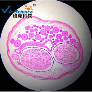Parasitology, animal tissues, transverse section of female Ascaris lumbricoides, biological <b>microscope</b>, teaching slides. - Product Image 4