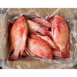 Tilapia Roja, Pescado Fresco de Tilapia Roja, Tilapia Entera, Cultivo de Tilapia Roja, Pescado Fresco de Tilapia, Precio Económico - Product Image 5