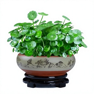 Plantas Hidropónicas Pennywort Creeping Jenny, Hojas para Cultivo en Agua en Interiores, Vegetación para Oficinas; Fácil Cuidado Durante Todo el Año - Product Image 1