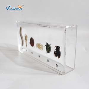 Spécimen d'arthropode en résine, structure corporelle complète d'invertebré pour l'enseignement et l'observation en biologie CE/ISO/ROHS/CNAS - Product Image 3