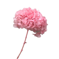 Bunga Kering Hydrangea Bigleaf Asli Awet Tahan Lama Grosir Pabrik 35-40cm Persegi Hari Ibu Tahun Baru