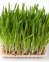 Poudre de jus d'herbe d'orge, extrait d'herbe d'orge, poudre de feuilles d'orge verte, 100% naturel, qualité alimentaire, sauvage