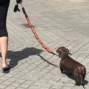 Correa para Perro Tipo Salchicha, Cadena de Tracción para Mascotas, Cuerda Gruesa Tipo Salchicha para Perros Pequeños y Medianos, Accesorios para Correas de Mascotas, Duradera y Fácil de Limpiar - Product Image 3