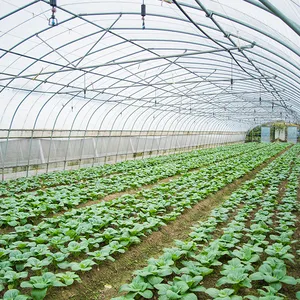 Prezzo di plastica del reenhouse del seme della serra del pomodoro del tunnel di plastica poco costoso