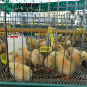 Cage pour poulet 1 jour, vente en gros, économique, pour bébés - Product Image 5