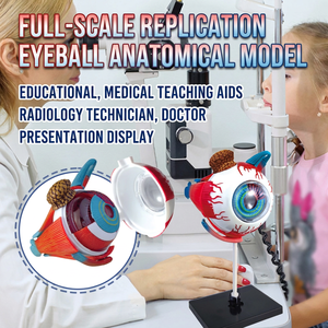 Modèle d'anatomie de l'œil 4D détachable, jouet éducatif DIY pour adolescents, biochimie pratique et basée sur la réflexion - Product Image 2