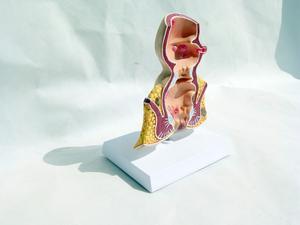 Model pengajaran medis Model vegetarian ambeien anal untuk pendidikan prokologi - Product Image 2