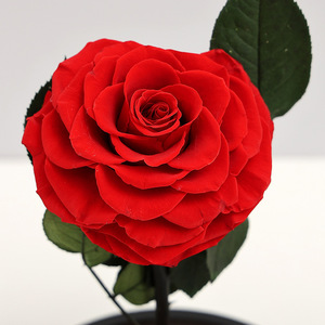 Regalo de San Valentín, <span class=keywords><strong>El</strong></span> <span class=keywords><strong>Principito</strong></span> de Alto Nivel de Diseño, para Flor Eterna, Cubierta de Cristal, Rosa Real, Adornos, Transfronterizo, Sin Luz - Product Image 2