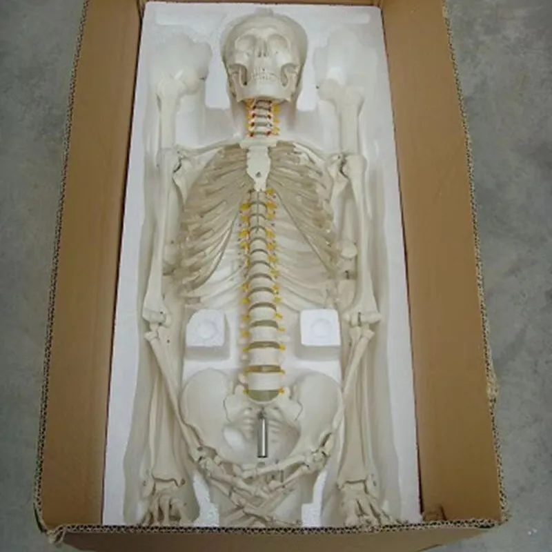 180 cm जीवन आकार मानव कंकाल चिकित्सा मॉडल और विज्ञान शिक्षण मॉडल प्रशिक्षण शरीर रचना विज्ञान पीवीसी हड्डी मॉडल modelo anatomico