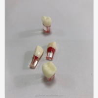 Modelo de simulador de dientes Endo de raíz Dental profesional-Resina Endodoncia Práctica Demostración Raíces anatómicas estándar para la Escuela de Medicina