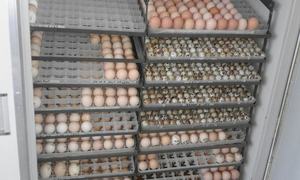 <span class=keywords><strong>88</strong></span> incubadora ovos plásticos bandeja/incubadora ovo bandeja - Product Image 5