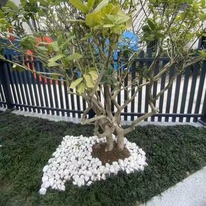 Fábrica al por mayor guijarro blanco varios colores río Roca grava paisaje adoquín piedra triturada aplicación al aire libre terrazo - Product Image 5