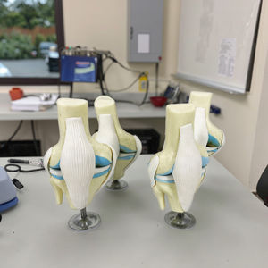 Modelo Anatómico <span class=keywords><strong>de</strong></span> <span class=keywords><strong>Huesos</strong></span> <span class=keywords><strong>Humanos</strong></span>, Esqueleto <span class=keywords><strong>de</strong></span> Rodilla con 4 Etapas <span class=keywords><strong>de</strong></span> Osteoartritis, para Uso en la Escuela <span class=keywords><strong>de</strong></span> Medicina, Modelo <span class=keywords><strong>de</strong></span> Esqueleto Humano, Modelo <span class=keywords><strong>de</strong></span> Articulación <span class=keywords><strong>de</strong></span> Rodilla - Product Image 6