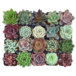 Surtido de Echeveria al por Mayor, Plantas Suculentas en Maceta de 2 Pulgadas, Variedades para Decoración del Hogar, Cultivadas en Viveros de EE. UU. - Product Image 1