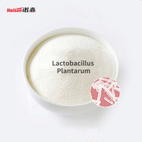 Poudre de Lactobacillus Plantarum de qualité alimentaire, probiotique pour la barrière intestinale, service OEM, certifié GMP, approvisionnement en vrac