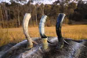 Cuerno vikingo ecológico hecho a mano Natural personalizado de alta calidad, técnica tallada para tallas indias inspiradas en el hogar - Product Image 3