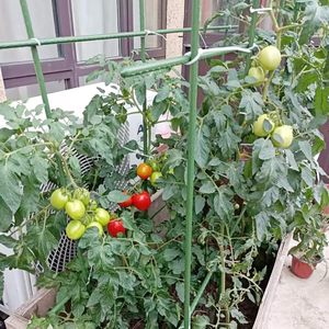 Bastoncino di pomodoro in metallo <span class=keywords><strong>per</strong></span> piante rampicanti da giardino - Product Image 5