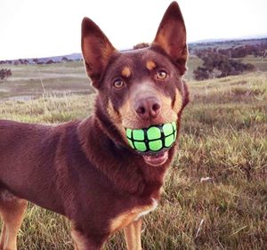Interactive Cute Fashion <b>Dog</b> Chew Toy <b>Balls</b> Bruxism Novelty Vinyl <b>Ball</b> Vocal Colorful Tooth Pattern Design Squeaky Sound Daily - Product Image 1