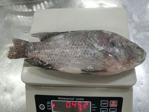 Marisco al por mayor de calidad superior fresco pescado congelado todo tilapia - Product Image 4