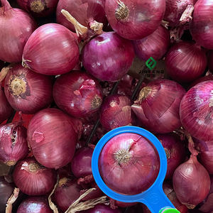 Cebollas Frescas Amarillas/Rojas en Bolsas de 50 kg al por Mayor, Garantía de Recompra del 100% - Product Image 2