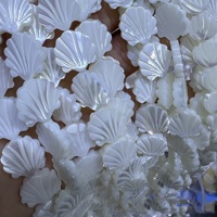 11mm 13mm gros naturel blanc coquille nacre brin Palmetto ventilateur cauri charme perles fabrication de bijoux perles en vrac