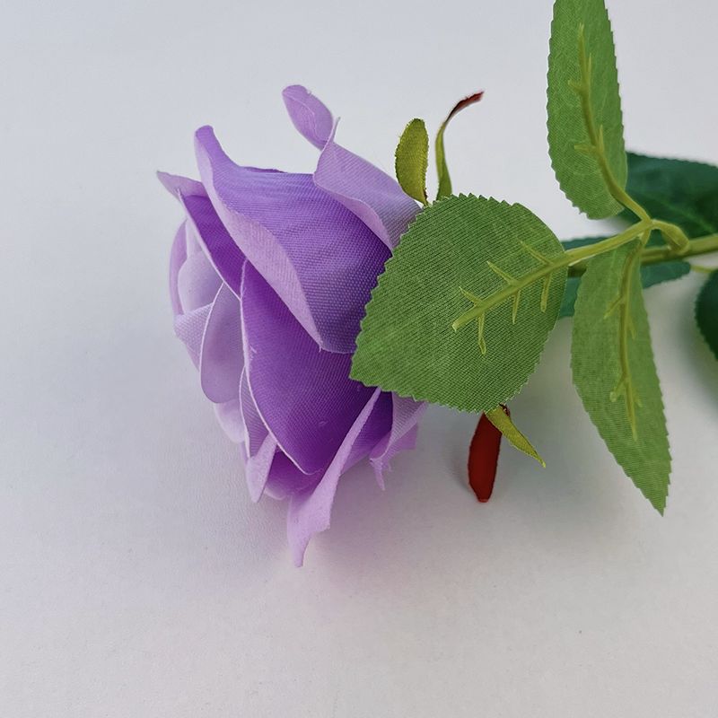 Viola