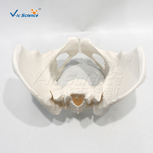 Modèle de squelette pelvien féminin humain grandeur nature en PVC écologique pour l'enseignement en obstétrique, orthopédie, anatomie et laboratoire CE/ISO/ROHS/CNAS - Product Image 4