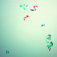Individual slide Paramecium w.m microscope slide biological microscope slides for teaching