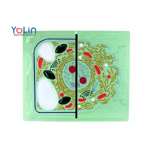 Estudiante aprendizaje Animal planta célula modelo de enseñanza comparativa Animal y planta anatomía célula estructura modelo biología médica - Product Image 1